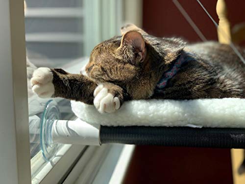 Cat Perch