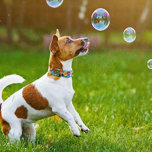 Steak Scented Bubbles for Dogs - 8oz