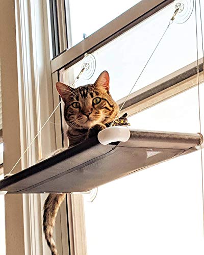 Cat Perch