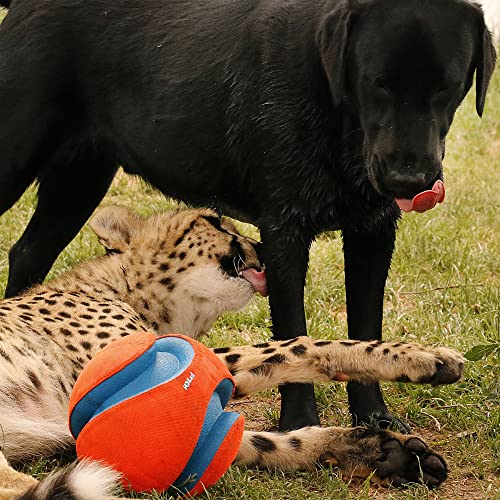 Kick Fetch Ball Dog Toy - Large