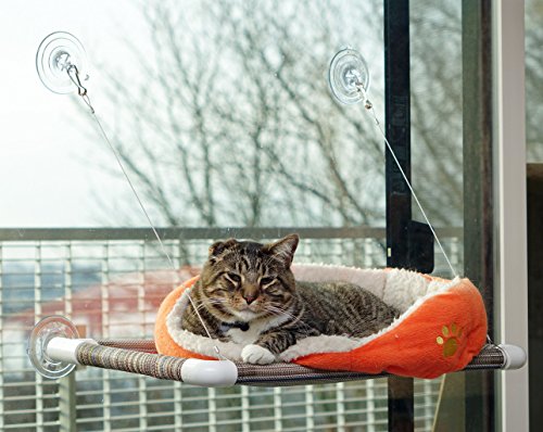 Cat Perch