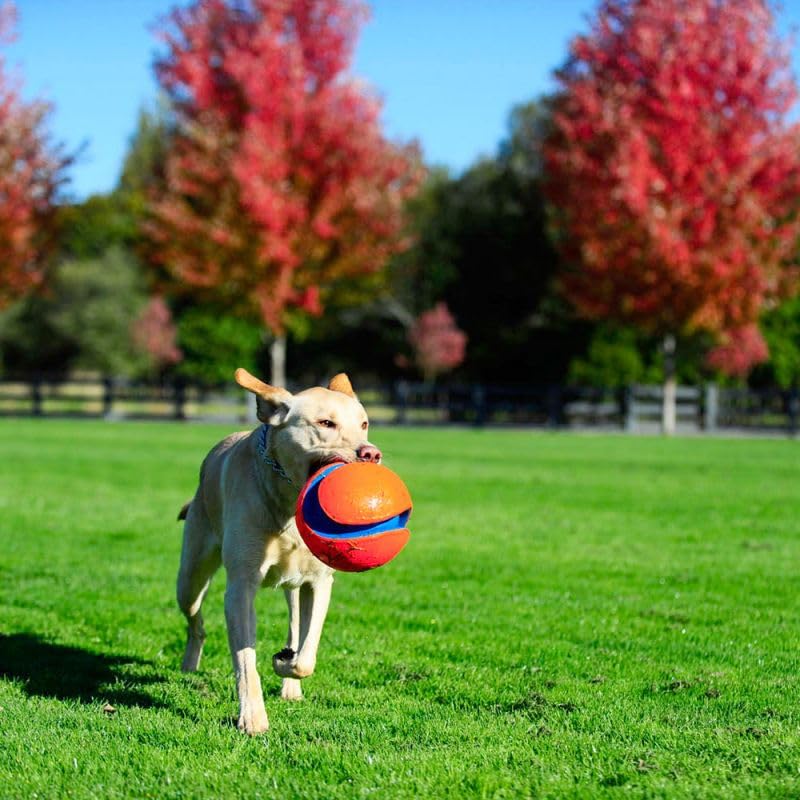 Kick Fetch Ball Dog Toy - Large
