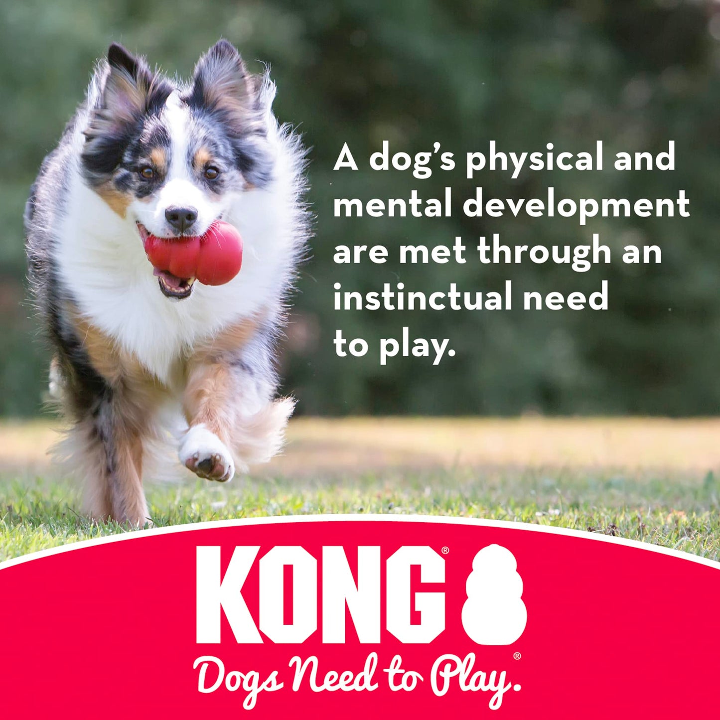 Durable Rubber Chew Bone and Flyer - Large Dogs