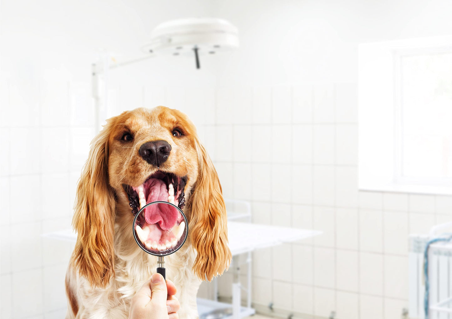Pet Dental Care Water Additive - 45 Servings