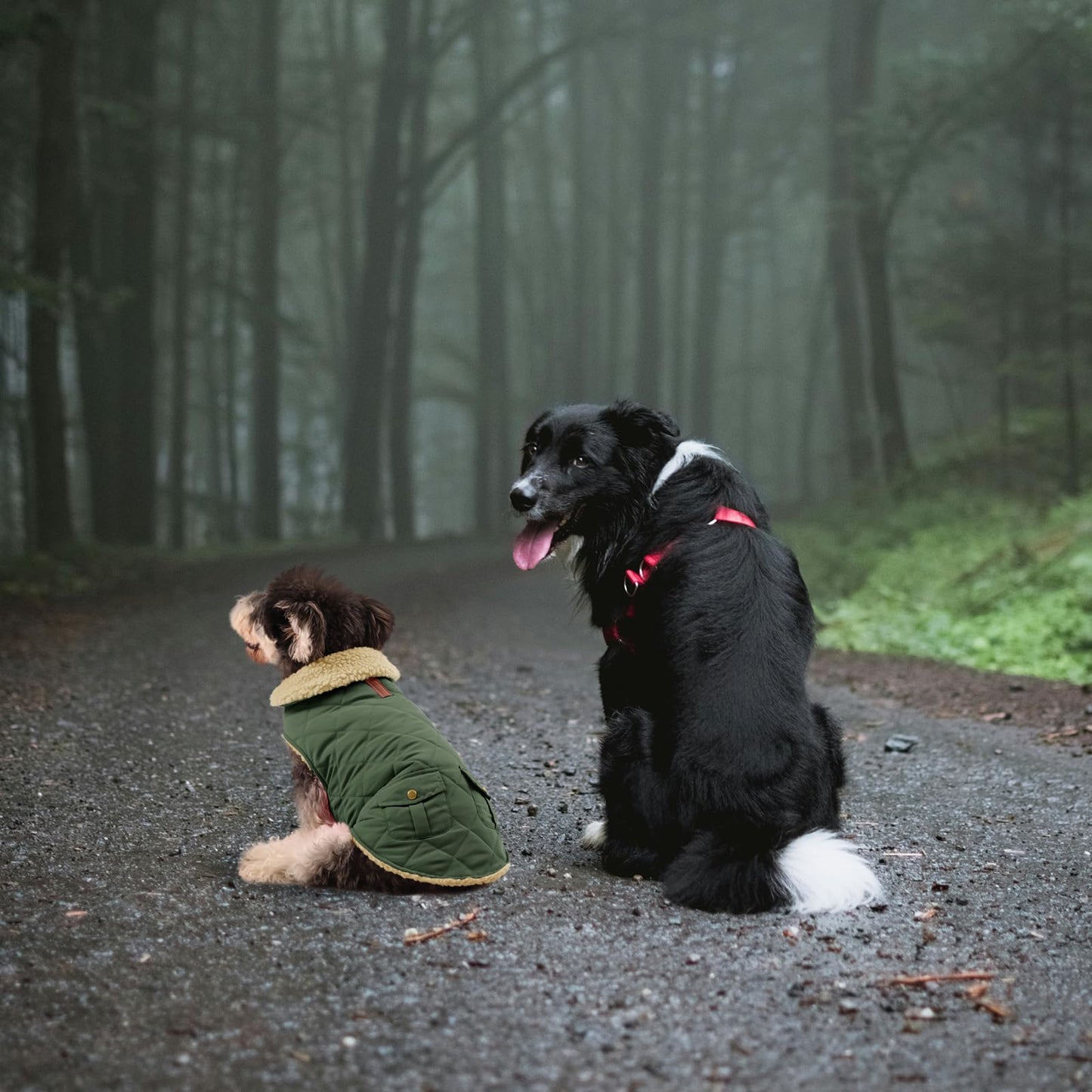 Cozy Sherpa-Lined Dog Jacket
