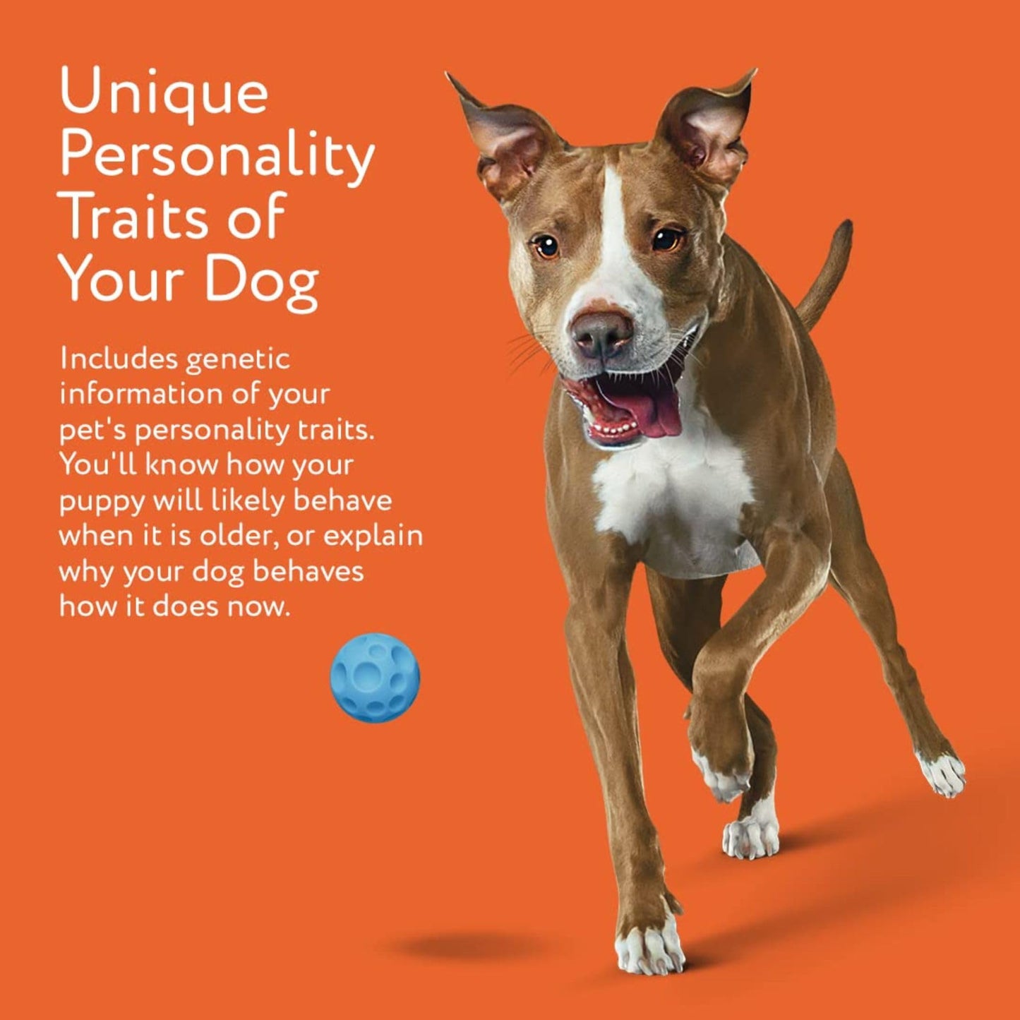 Premium Dog DNA Test - Breed ID & Genetic Age