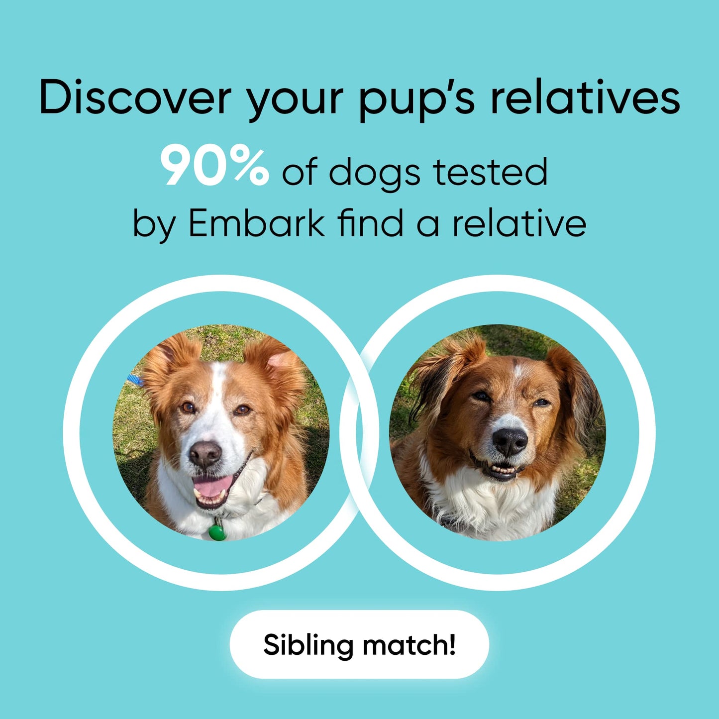 Dog Breed ID DNA Test Kit