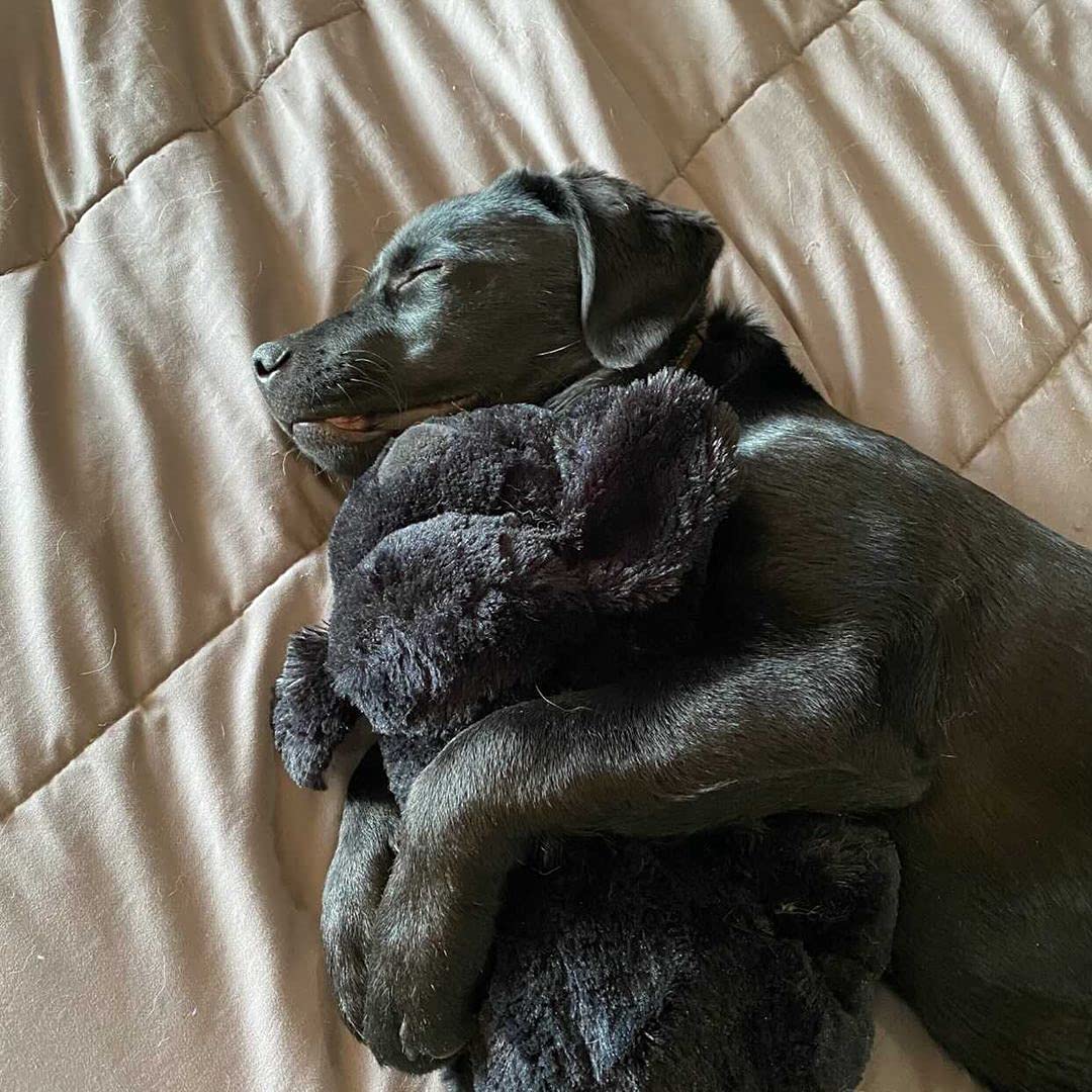 Snuggle Puppy Heartbeat Stuffed Toy