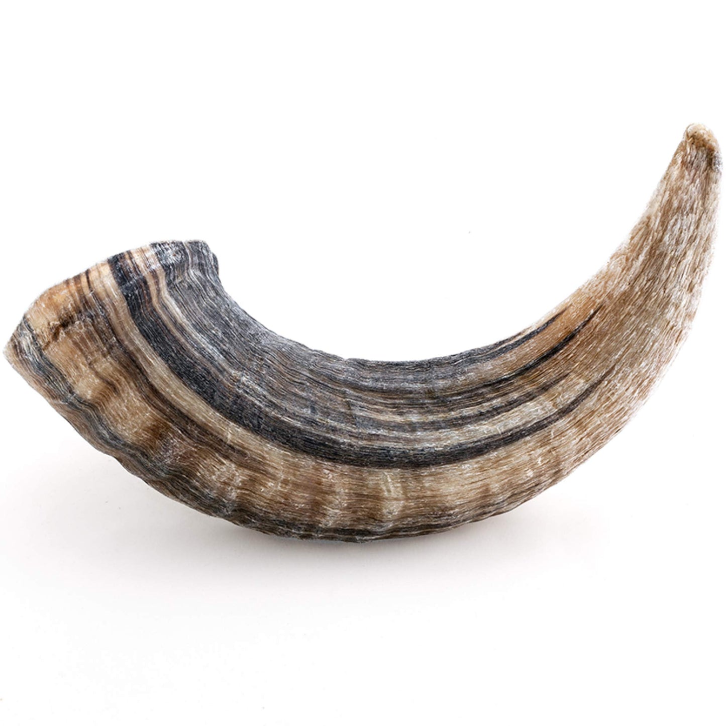 Large Lamb Horn Dog Chew