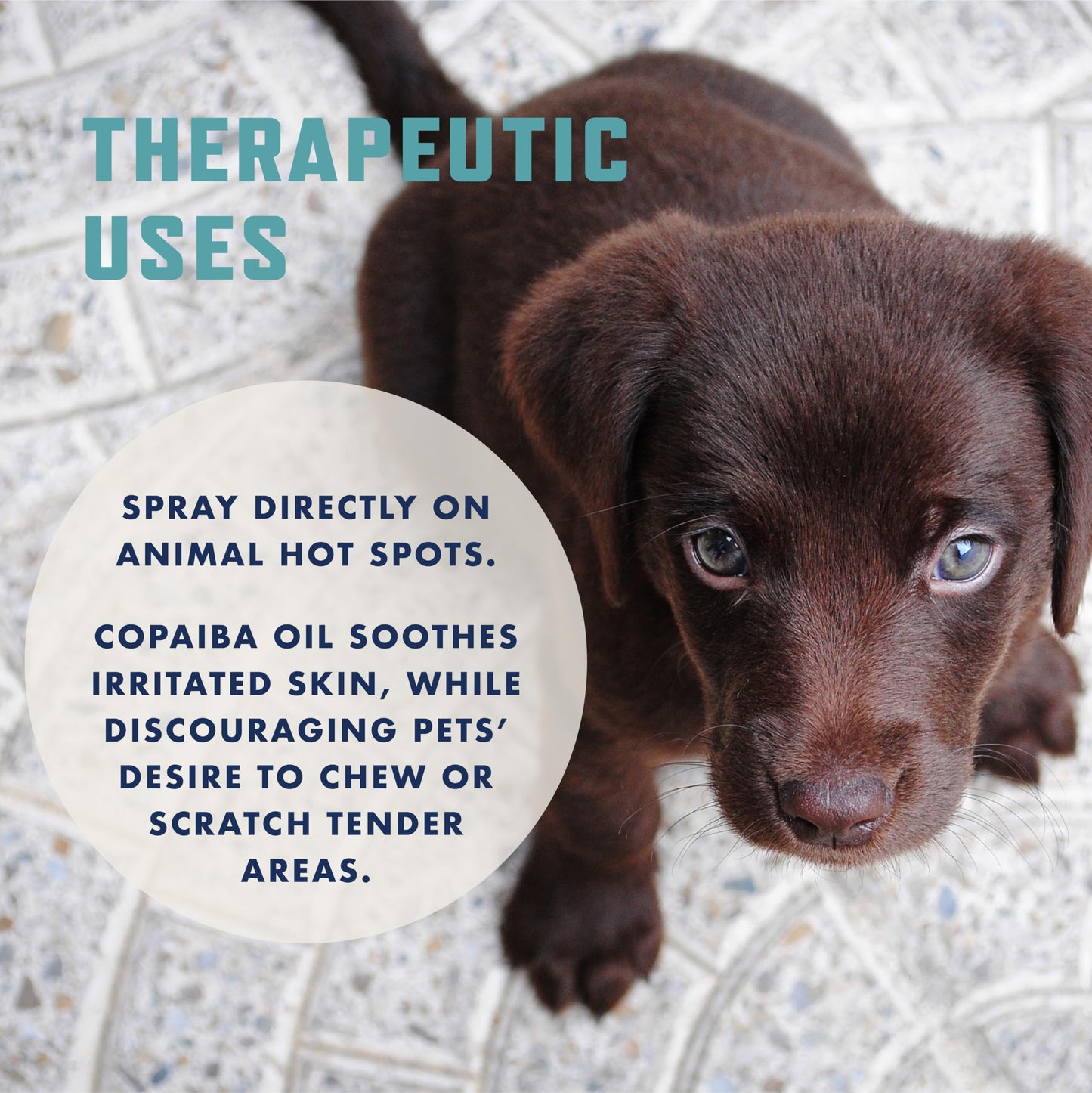 No Chew Spray for Dogs