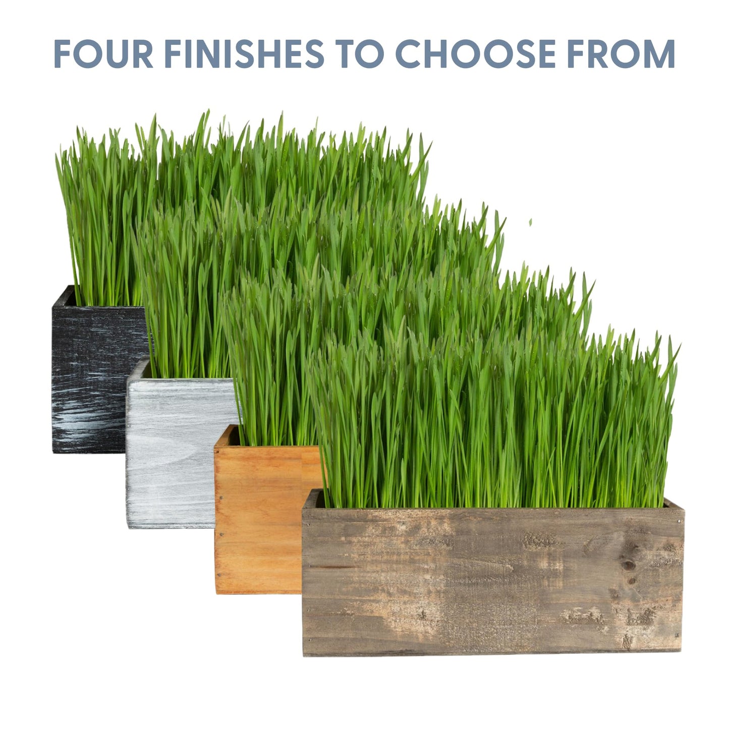 Organic Cat Grass Kit with Planter