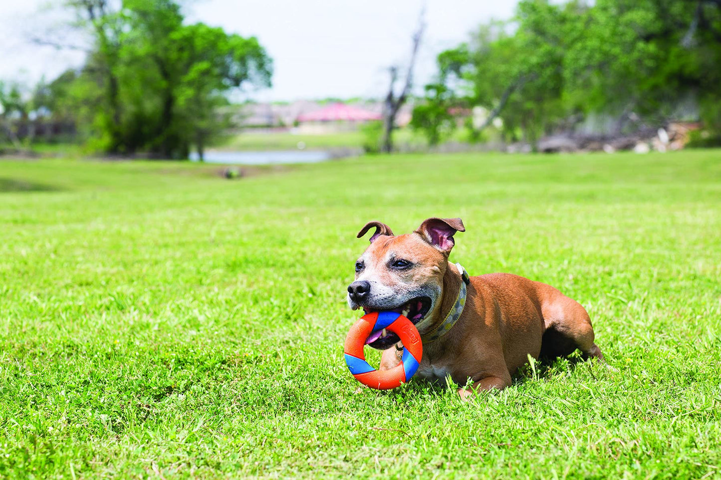 Ultra Ring Interactive Dog Fetch Toy