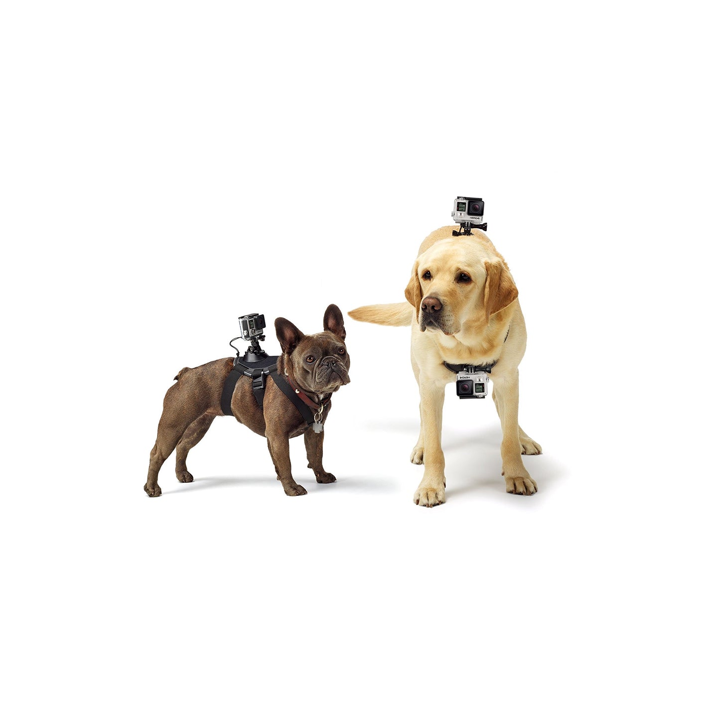 GoPro Fetch Dog Harness
