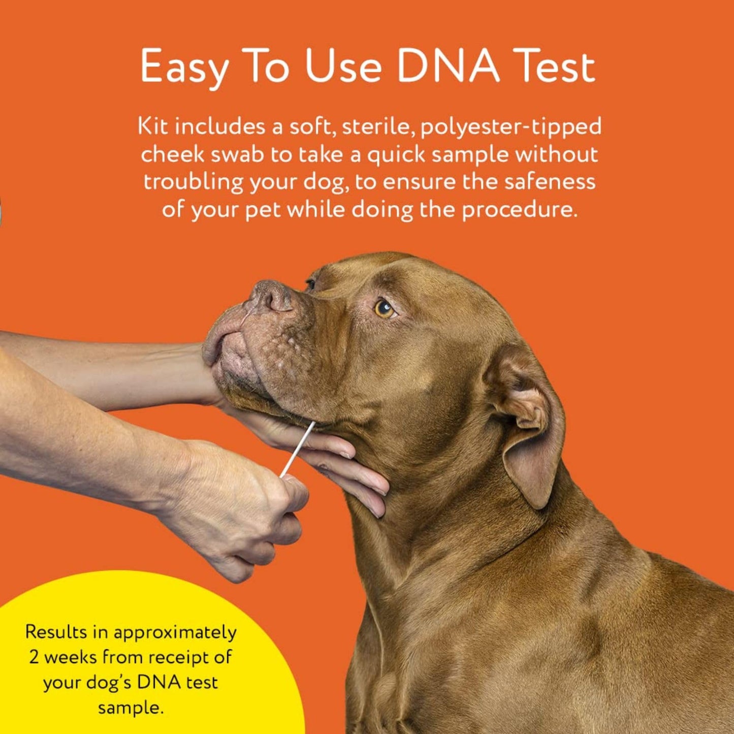 Premium Dog DNA Test - Breed ID & Genetic Age