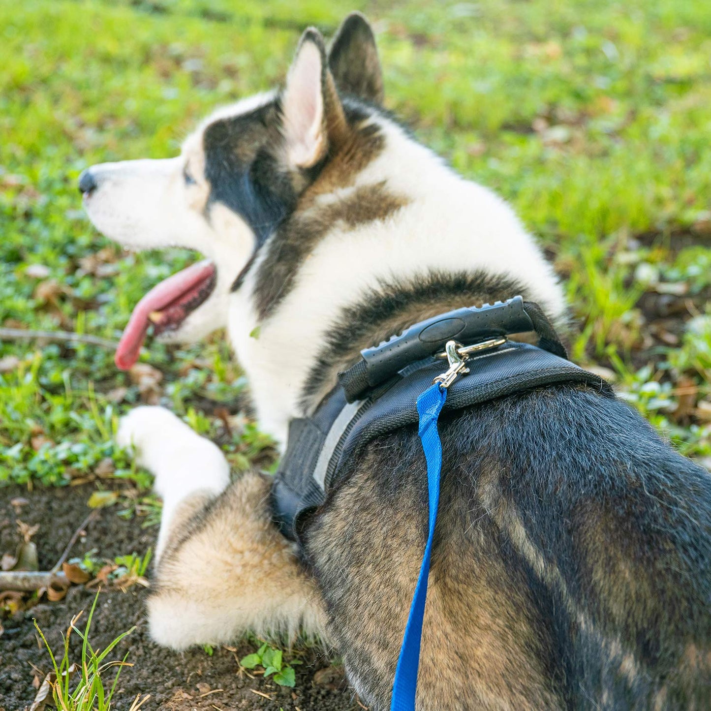 Dog/Puppy Obedience Recall Training Agility Lead
