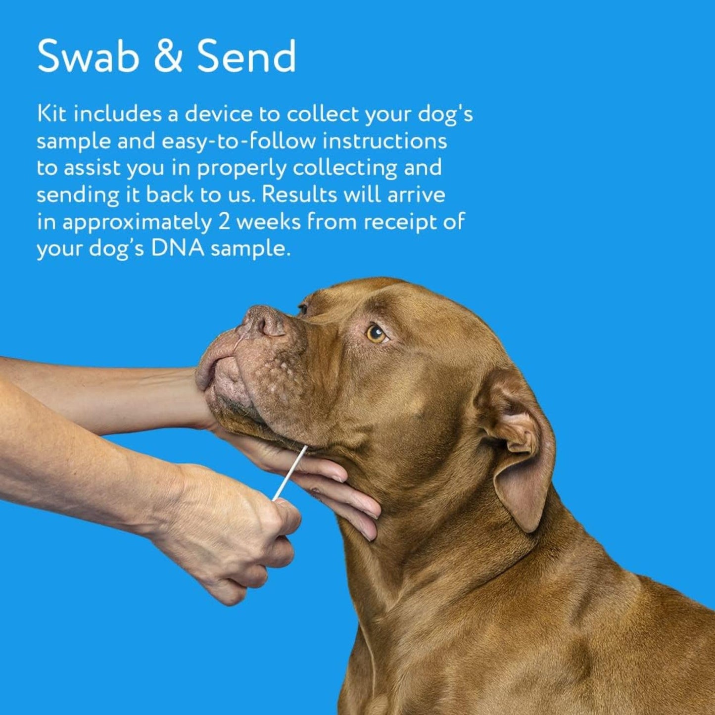 Dog Allergy Test Kit - Home Sample Collection