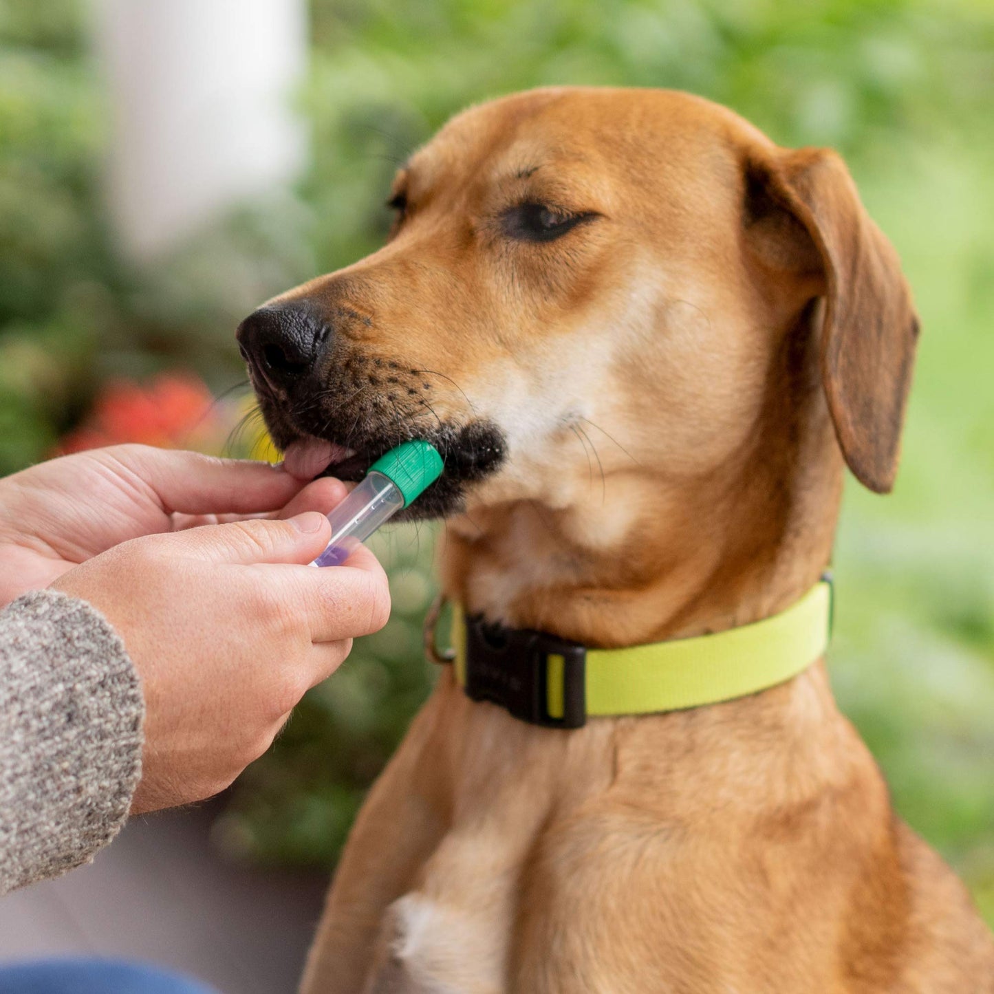 Dog Breed ID DNA Test Kit