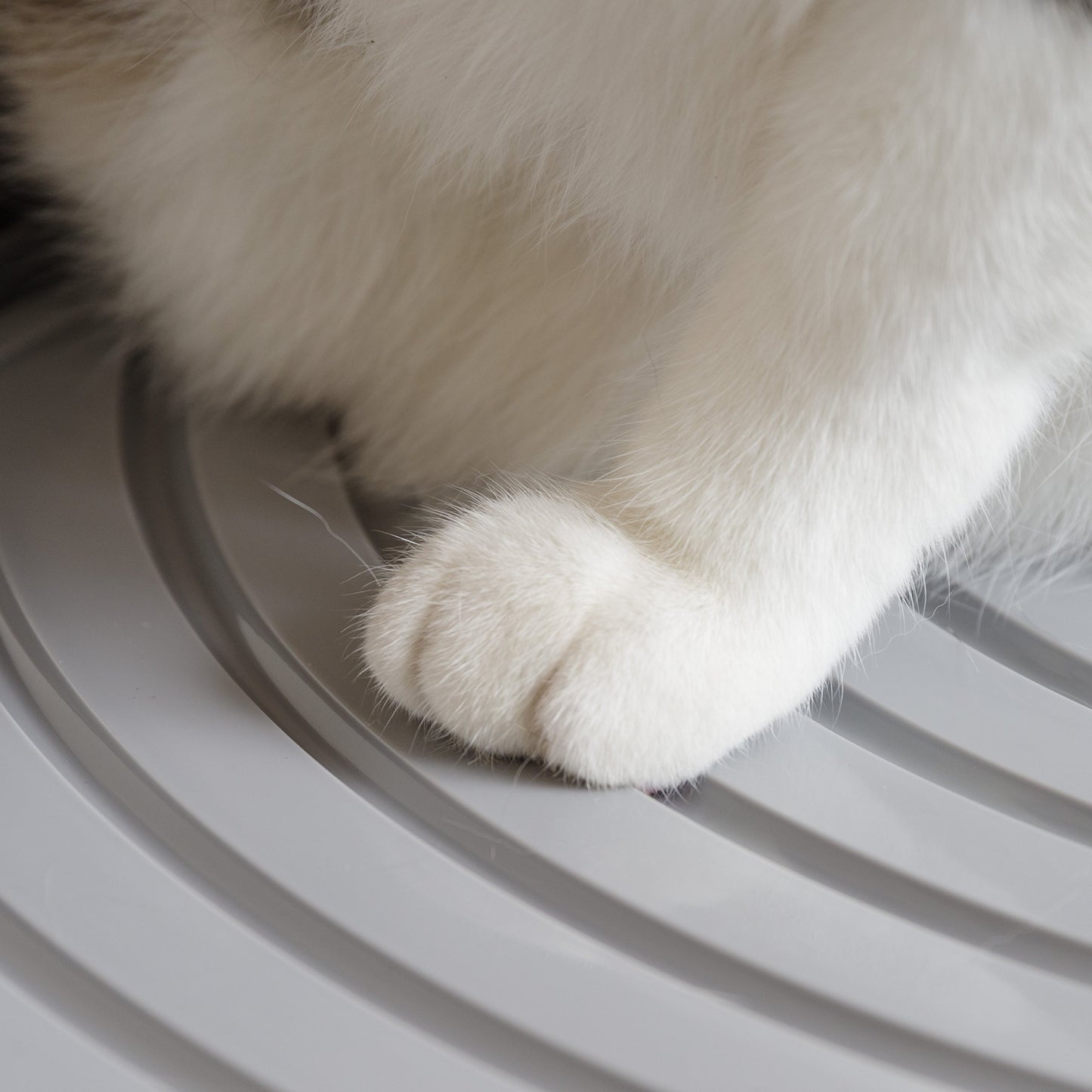 Top Entry Cat Litter Box