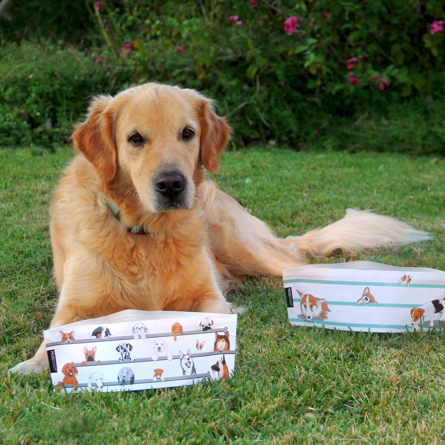 Collapsible Dog Bowl Set - 2 Pack