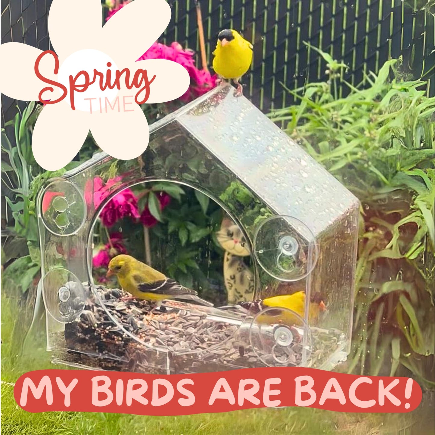 Transparent Window Bird Feeder