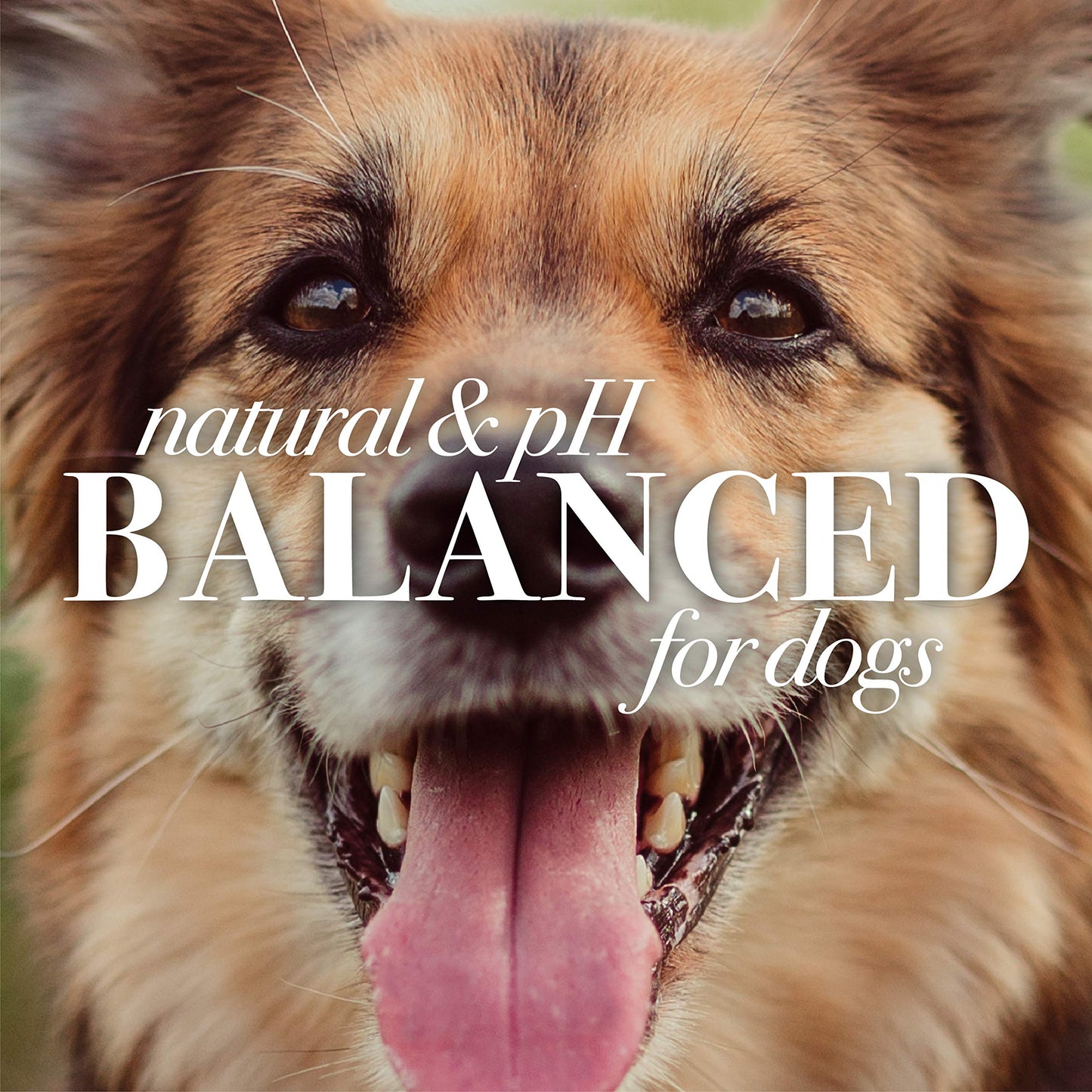 Waterless Dog Shampoo Spray - Apple & Honey