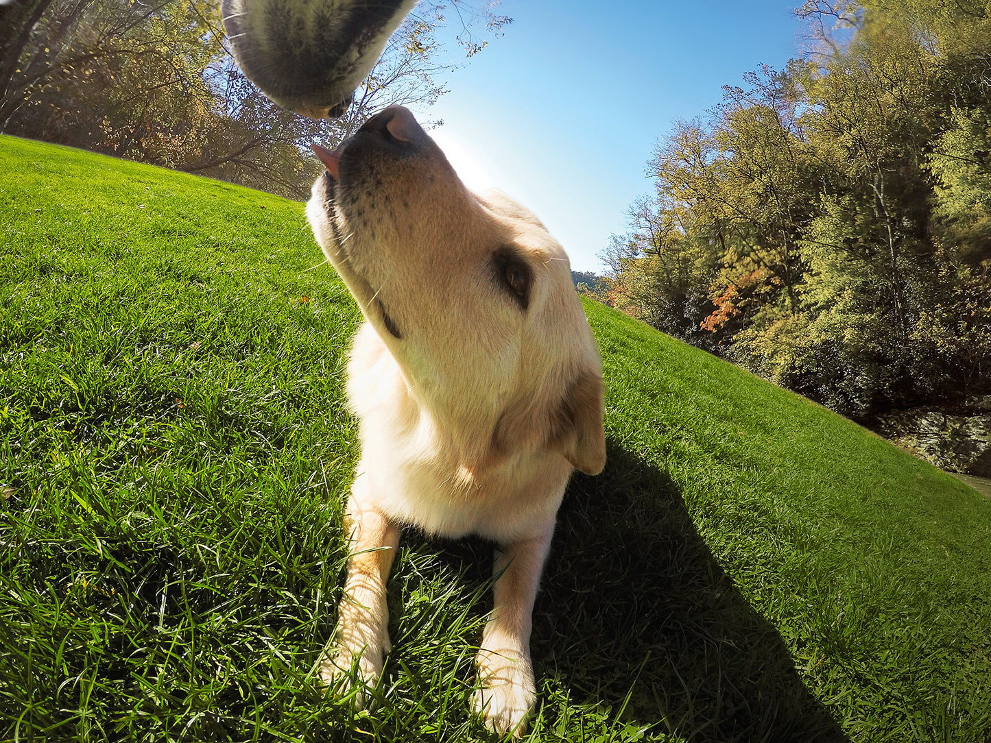 GoPro Fetch Dog Harness