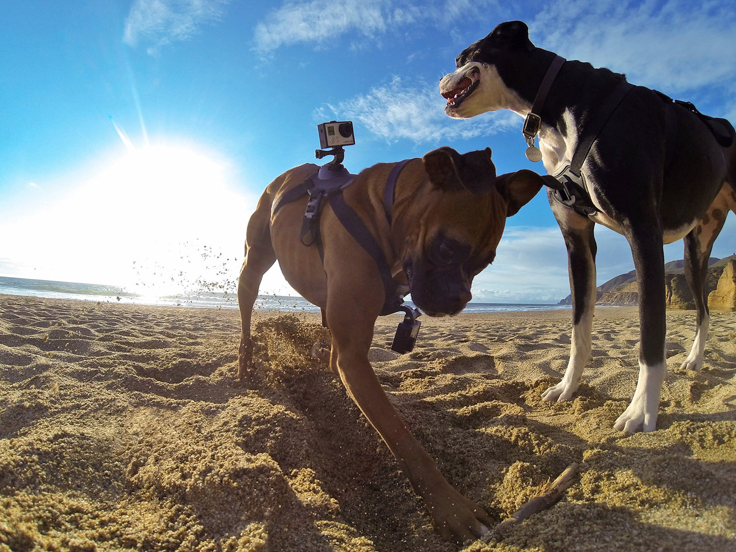 GoPro Fetch Dog Harness