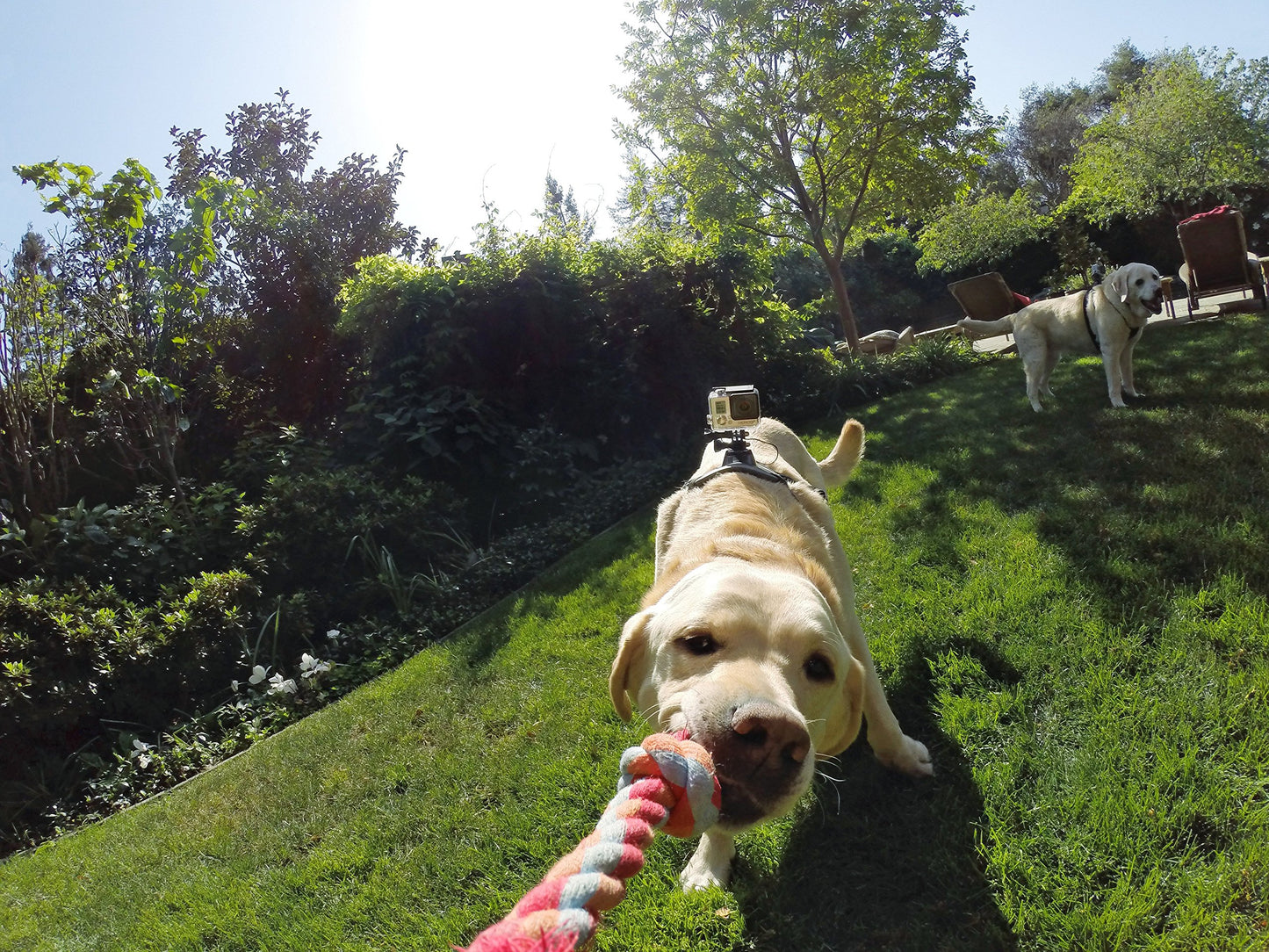 GoPro Fetch Dog Harness