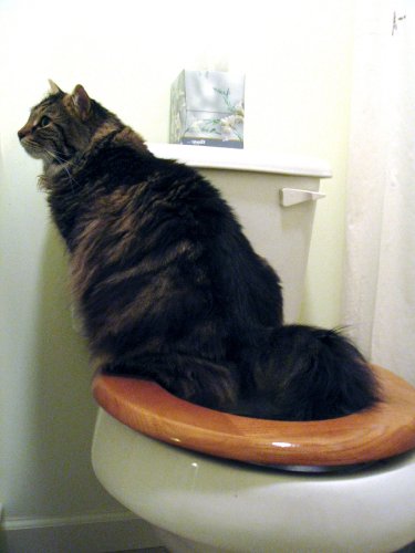 Cat Toilet Training Kit