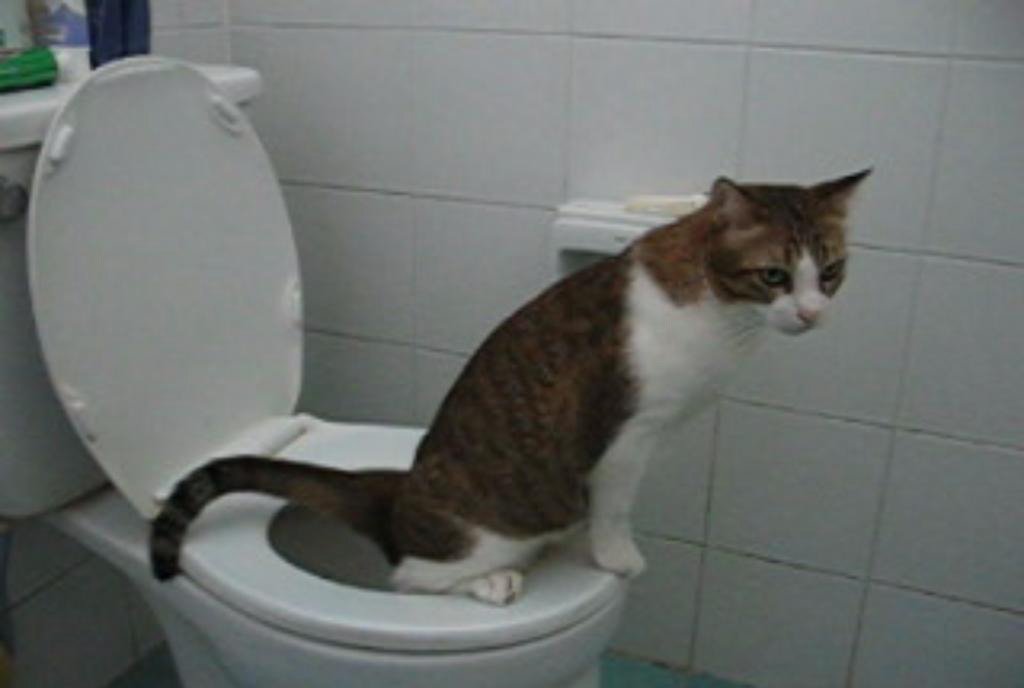 Cat Toilet Training Kit