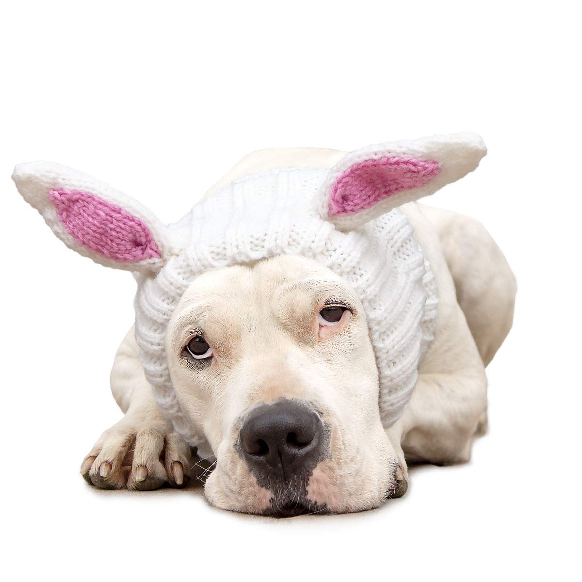 Bunny Costume for Dogs - Large, Soft Yarn Ears
