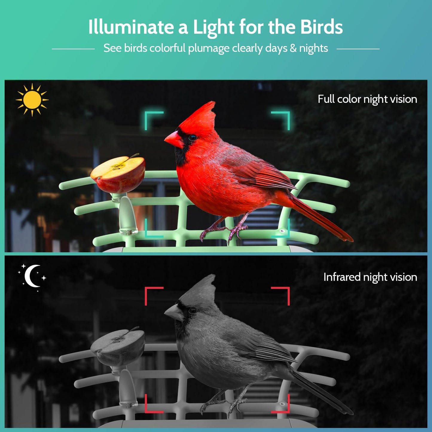 Bird Feeder with Camera & AI Species ID