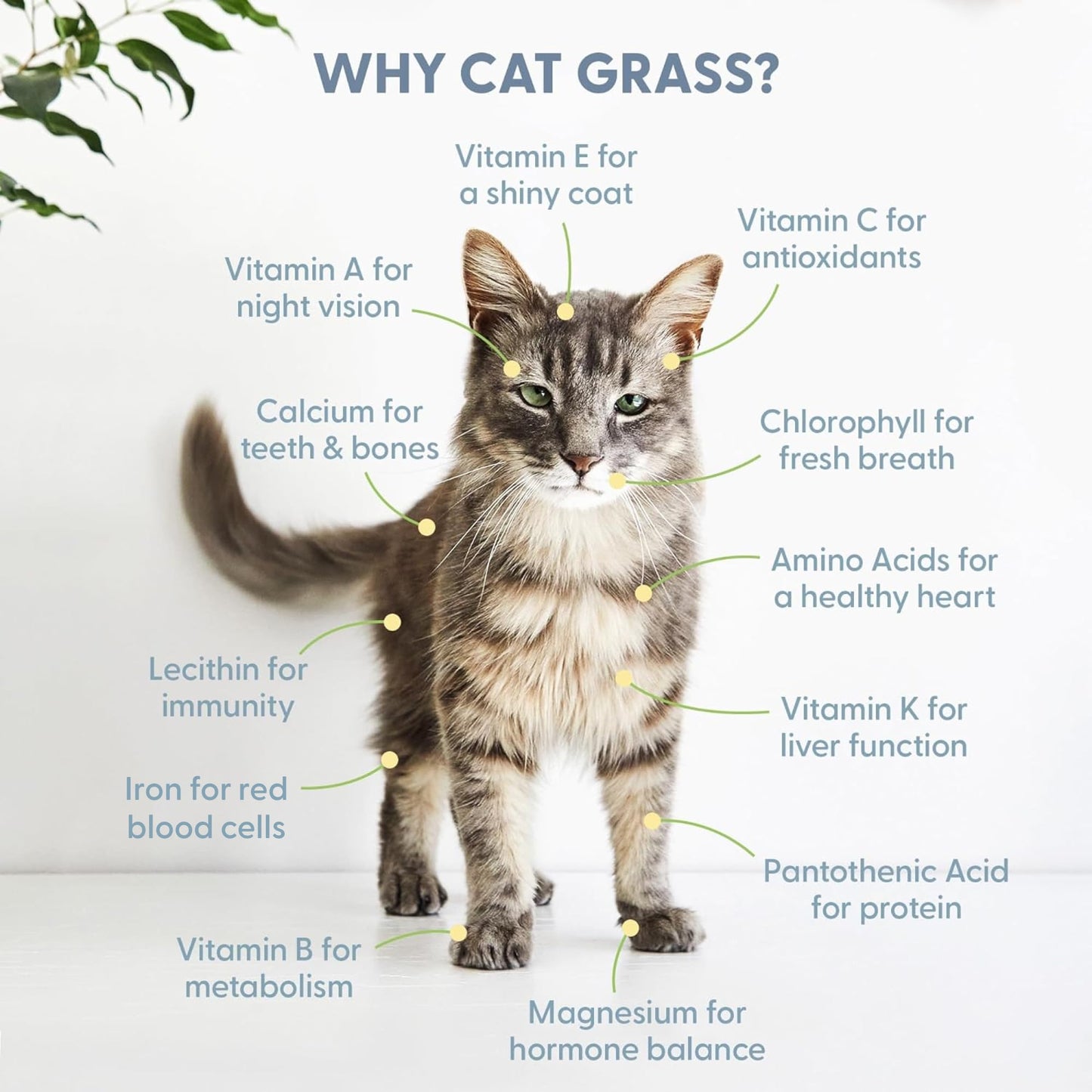 Organic Cat Grass Kit with Planter