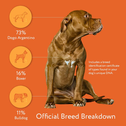 Premium Dog DNA Test - Breed ID & Genetic Age
