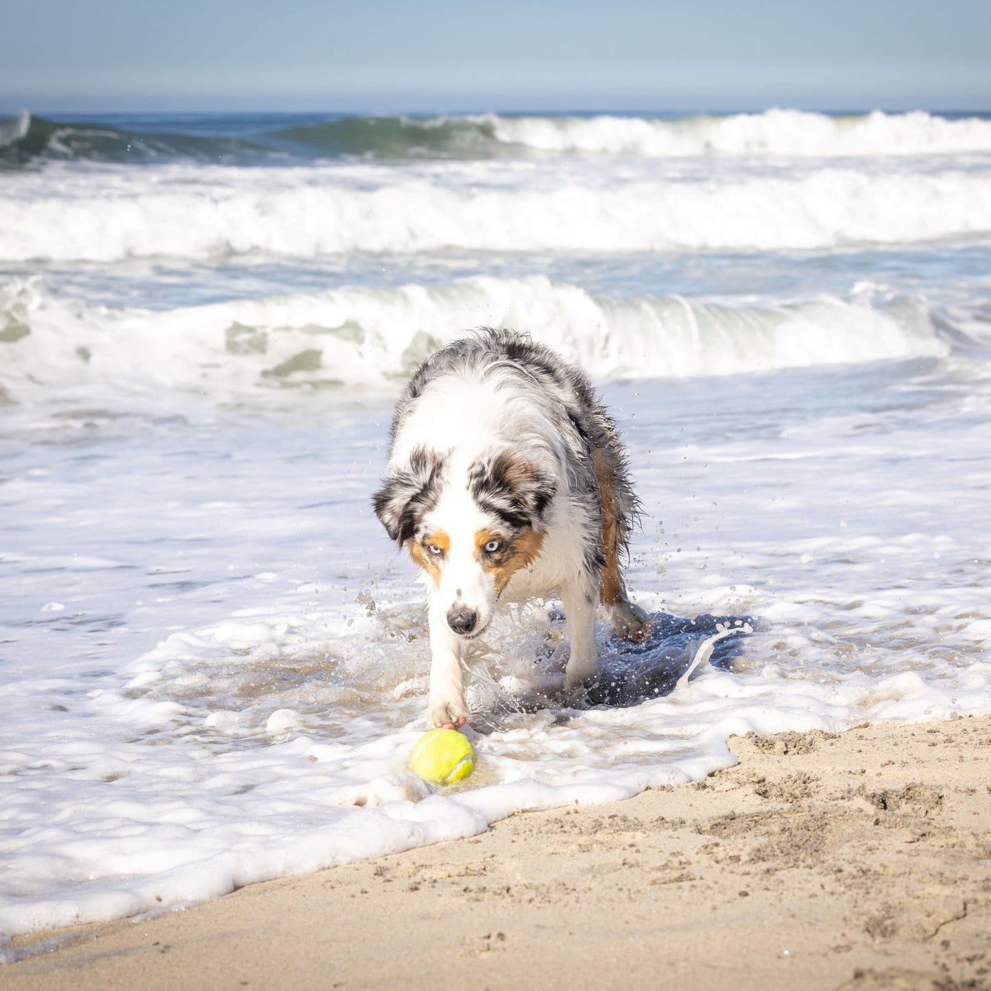 Kannon Dog Ball Thrower Launcher for Dogs