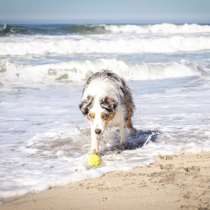 Kannon Dog Ball Thrower Launcher for Dogs