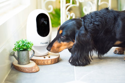 Pawbo Life Pet Camera with Treat Dispenser