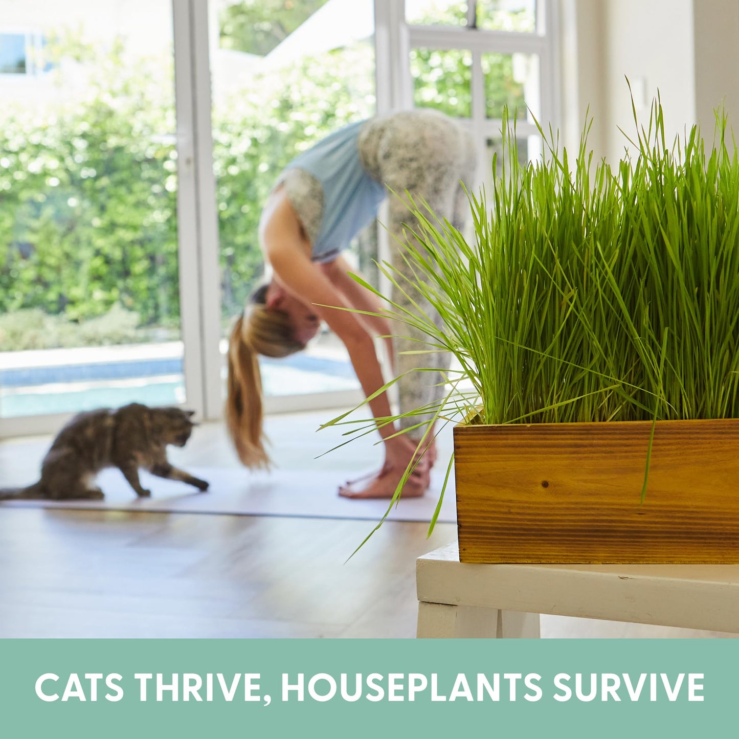 Organic Cat Grass Kit with Planter